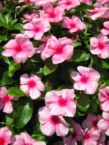 Катарантус розеус