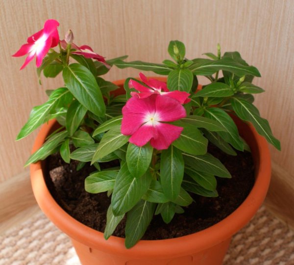 Катарантус кустовой