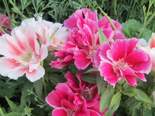 Годеция Каттлея