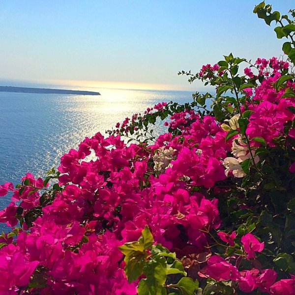 Турецкий цветок бугенвиллия