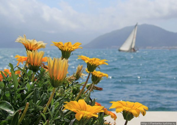 Бегонвиль цветок в Турции