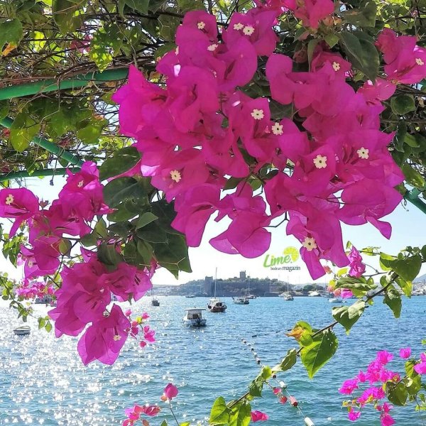Бодрум бугенвиллия