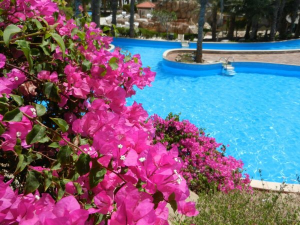 Турецкий цветок бугенвиллия