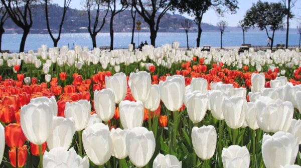 Стамбул фестиваль тюльпанов Султанахмет