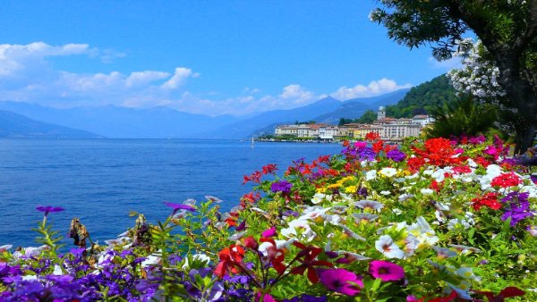 Цветы море солнце