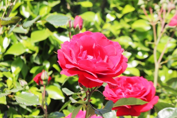 Турецкий цветок Turkish искустивний