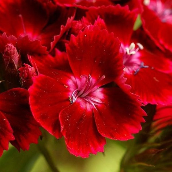 Гвоздика турецкая алая красавица