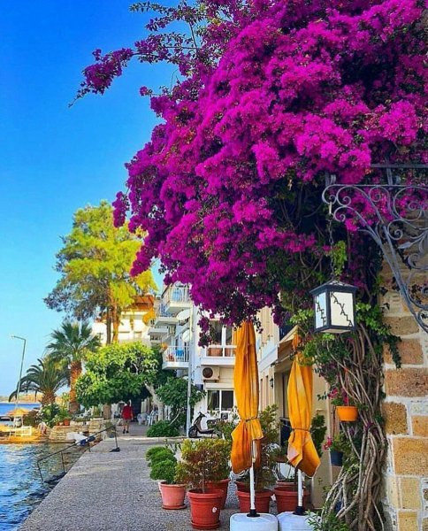 Бугенвиллия Турция