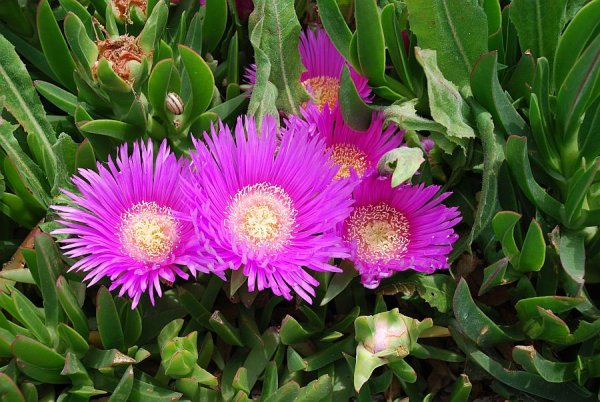 Цветы которые растут