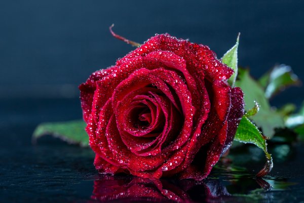 Красная роза с каплями