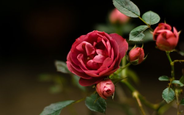 Красивые цветы