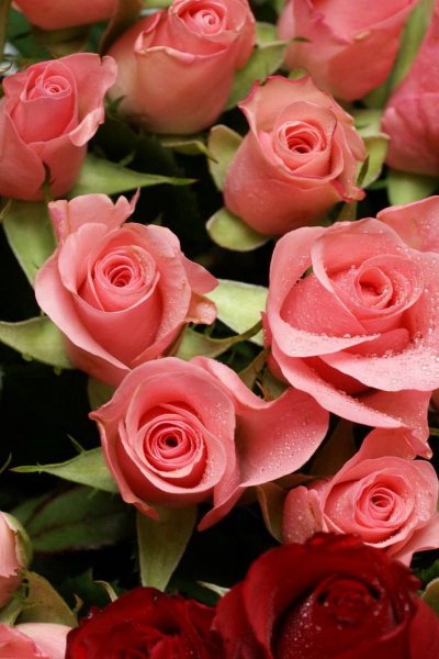 Заставка на рабочий стол розы