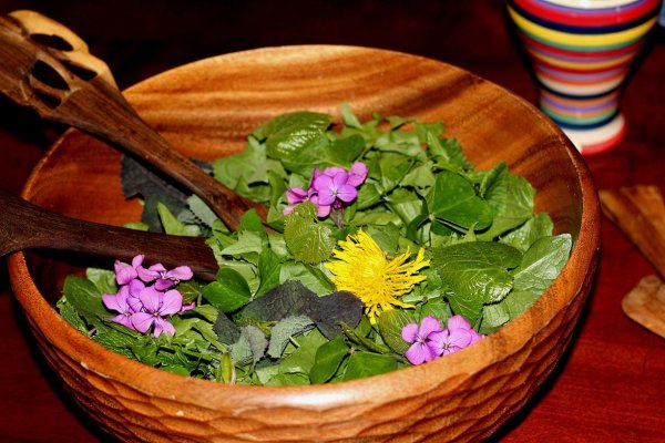 Съедобные травы дикоросы