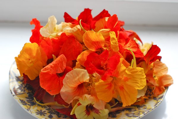 Съедобные цветы настурция