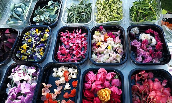 Бегония микрозелень