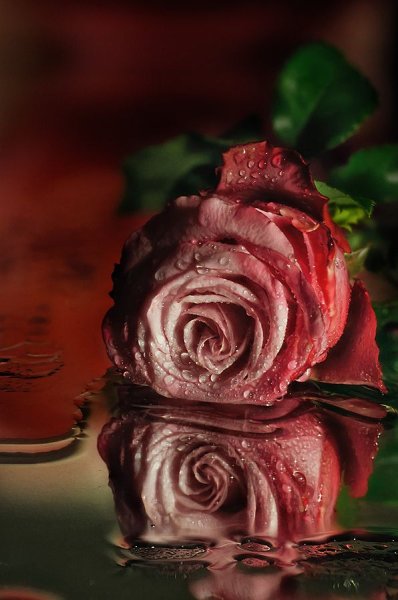 Разноцветные лепестки роз