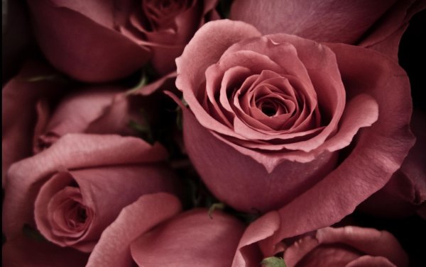 Обои на телефон Розы, картинки красивых роз