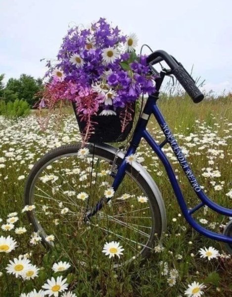 Полевые цветы и велосипед