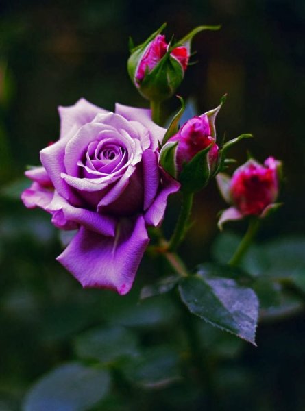 Роза с каплями воды