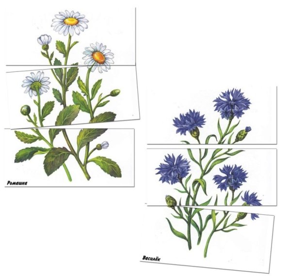 Цветы пазлы для дошкольников