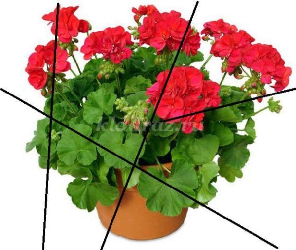 Цветочки для детей