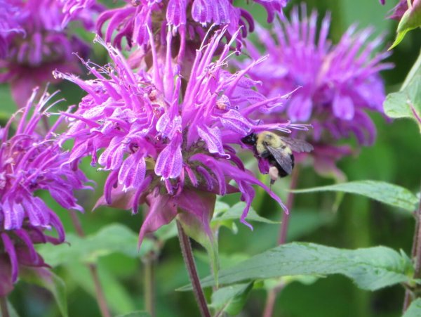 Монарда гибридная Прейринахт