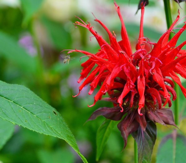 Монарда бергамот