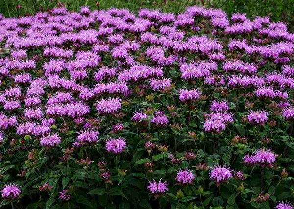 Монарда мятолистная