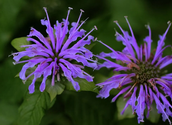 Монарда бергамот