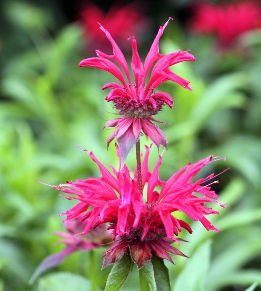 Монарда двойчатая красная