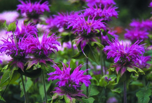 Монарда Prärienacht