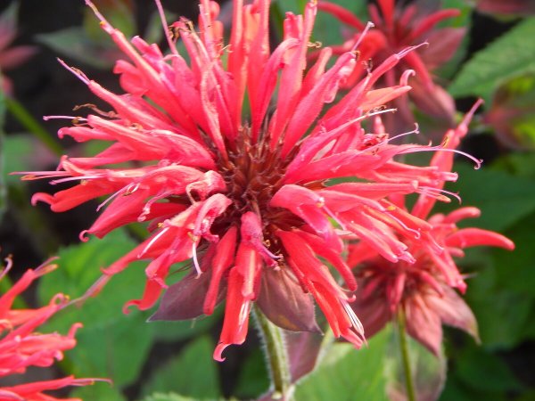 Монарда двойчатая красная