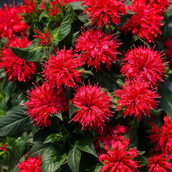 Монарда двойчатая красная