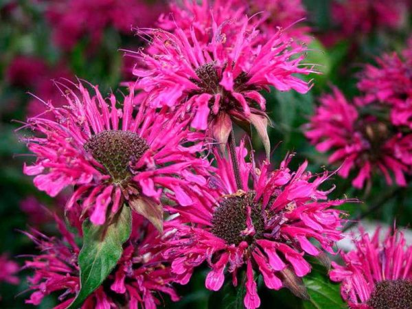 Монарда двойчатая