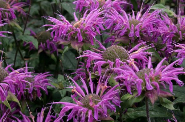 Монарда двойчатая