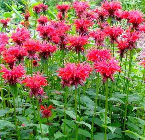 Монарда двойчатая бергамот