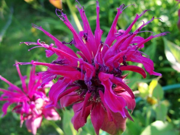 Монарда двудомная