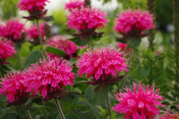 Монарда Гадэнвью Скарлет