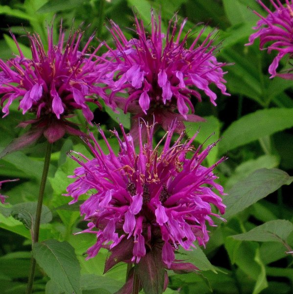 Цветок бергамот монарда