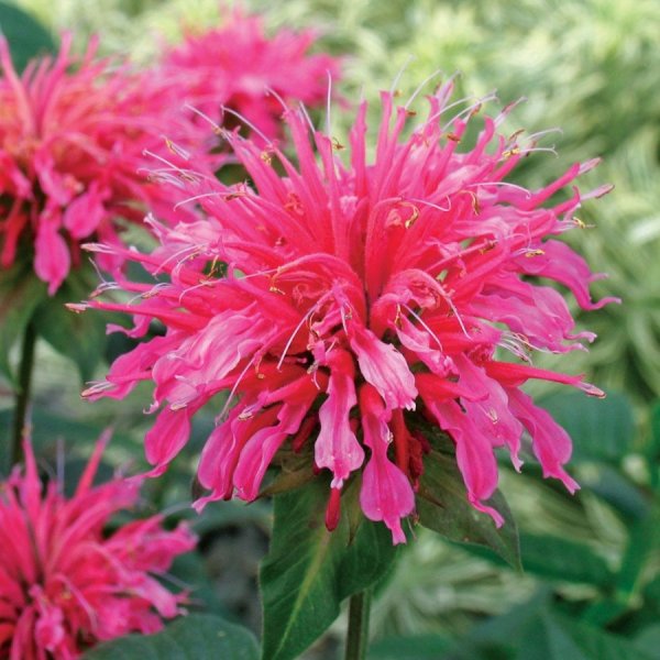 Монарда (Monarda)