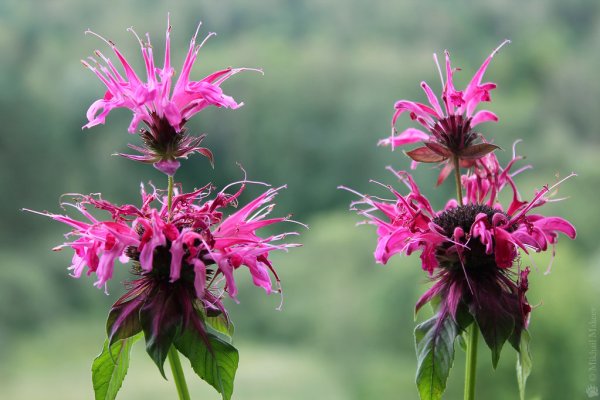 Монарда двойчатая