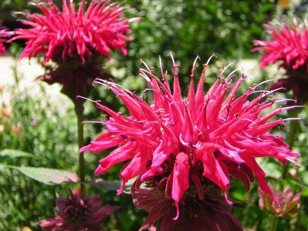 Цветок бергамот монарда