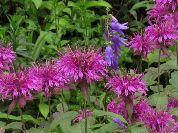 Монарда мятолистная