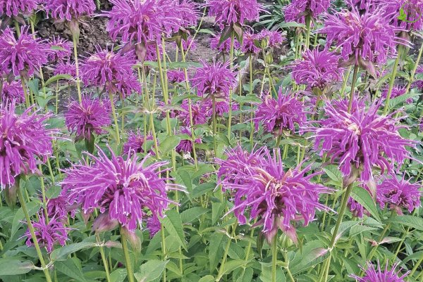 Монарда двойчатая красная