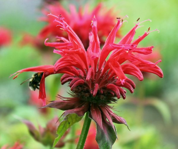 Монарда Кембридж Скарлет