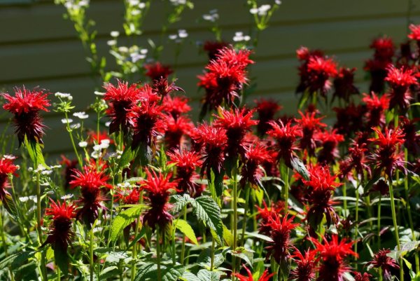 Монарда красная