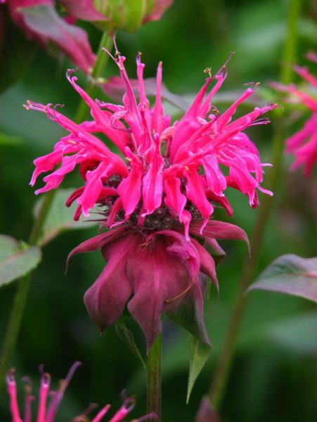 Монарда двойчатая