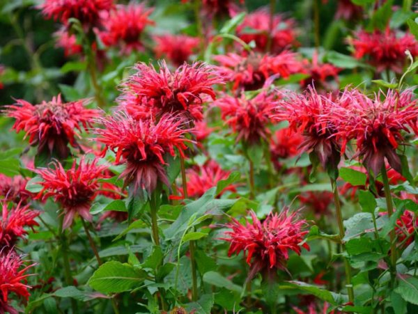 Монарда двойчатая красная