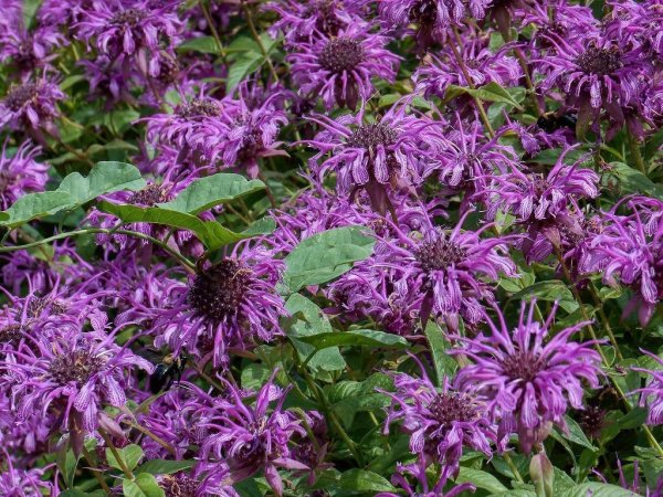 Монарда двойчатая сиреневая