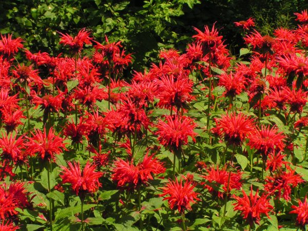 Монарда двойчатая бергамот